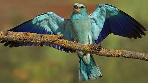 Résultat de recherche d'images pour "Gracias por compartir (con aves)"