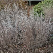 Image result for Andropogon