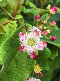 Image result for Triaspis macropteron