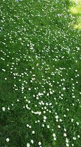 In diesem video gehe ich dat chaos in meinem garten eden an!von tag zu tag und woche zu woche wird jetzt immer wieder wat passieren!angefangen. Rasen Wiese Oder Wildrasen Gartenblock