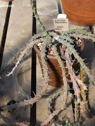 Image result for Centema subfusca