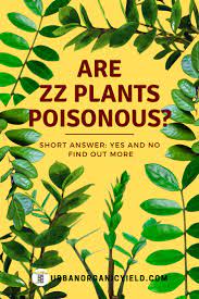 Are Zz Plants Poisonous Zz Plant Plants House Plant Care