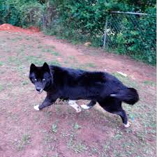 Teacup poms usually weigh between 3 lbs and 7 lbs. Akc Adorable Siberian Husky Puppies For Sale Husky Palace
