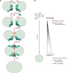 What is the function of the vacuoles in animal cell? The Vacuolar Shapes Of Ageing From Function To Morphology Sciencedirect