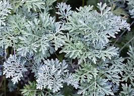 Artemisia Absinthium Balkan Ecology Project In 2020 Artemisia Absinthium Plant Images Artemisia Plant