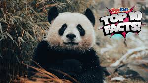 Image result for pandas