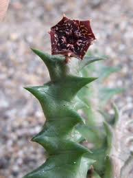 Image result for Orbea carnosa