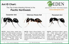 Ant Id Chart Carpenter Ants Odorous House And Pavement In