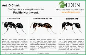 ant id chart carpenter ants odorous house and pavement in