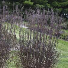 Image result for Andropogon africanus