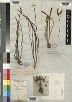 Image result for Aponogeton junceus