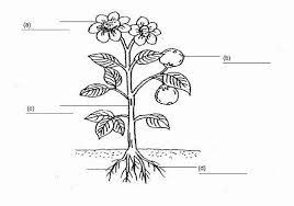 Parts Of A Flower Coloring Page Elegant Label Plant Parts Worksheet Sketch Color Color Coloring E In 2020 Parts Of A Flower Parts Of A Plant Flower Coloring Pages