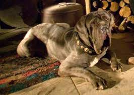 Fang Hagrid S Dog Harry Potter Harry Potter Background
