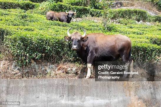 565 Indian Bison Stock Photos and High-Res Images - Getty Images