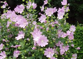 Lavatera Back Of The Border Fast Growing Although Short Lived Rabbit Resistant Plants Flowers Perennials Beautiful Flowers Images