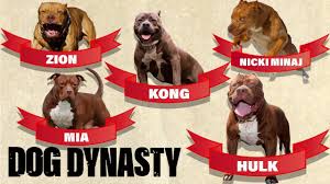 Lots of fundamental command practice to build more trust and control for when he gets back home with his family. Hulk S Family Tree Meet All The Dogs Of Ddk9s Dog Dynasty Youtube