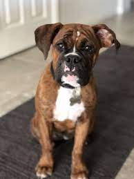 You're greeted by friendly office staff, the vet techs are wonderful, and the quality of care is excellent. Island Pet Hospital 31 Photos 72 Reviews Veterinarians 7025 W Ann Rd Northwest Las Vegas Nv Phone Number Yelp