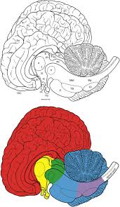 Ventricular System An Overview Sciencedirect Topics