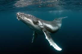 Lobster diver says he was swallowed by humpback whale near cape cod. Humpback Whale Habitat Protected By Biden Administration One Green Planet