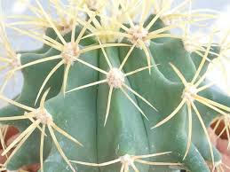 Set the pot outside in a sheltered setting, with filtered sunlight for a few hours a day. Ferocactus Glaucescens Blue Barrel Cactus World Of Succulents Barrel Cactus Cactus Plants Planting Succulents
