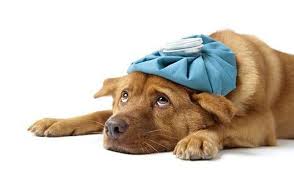 Resultado de imagem para PL proÃ­be veterinÃ¡rio de cobrar cauÃ§Ã£o por internaÃ§Ã£o de animais