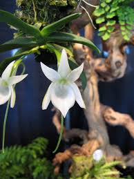 Image result for Angraecum conchiferum