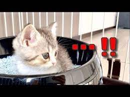 もち様 生後1ヶ月 youtube 子猫 生後1ヶ月 生後