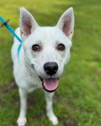 Salem County Humane Society