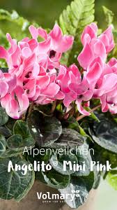 Duftende Gartenalpenveilchen Im Set Angelito Mini Pink Alpenveilchen Pflanzen Blumen Pflanzen