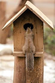 Bird Feeder Protection From Squirrels Squirrels Love To Raid My Feeders It Is Annoying Cute Squirrel Squirrel Pet Birds