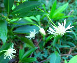 Badiane de la floride (illicium floridanum). Illicium Floridanum Alba Piedmont Gardener