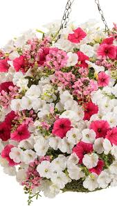 Pin On Hanging Basket Recipes