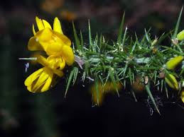 Image result for Ulex minor