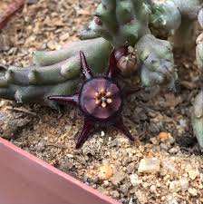 Image result for Duvalia