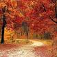 Autumn Stillness Silent Retreat event image