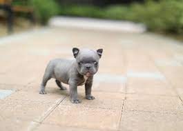 Rocky Mini Blue French Bulldog Puppy Available 1 888 743 0325 Blue French Bulldog Puppies Bulldog Puppies French Bulldog Breed