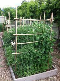 Lessons Learned From A New Vegetable Gardener At The Time Of Post Her Third Summer Of Growing Read Mo Vegetable Garden Design Garden Trellis Pea Trellis