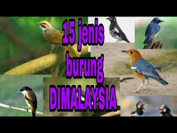 Jenis burung kicau ini menjadi burung dengan pasar terbesar di tanah air. 15 Jenis Burung Di Malaysia Youtube