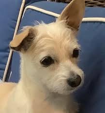 Is there a vet that does emergency visit in Corozal?