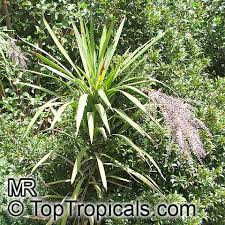 Image result for Cordyline stricta