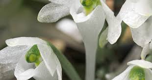 Image result for Diaphananthe vesicata