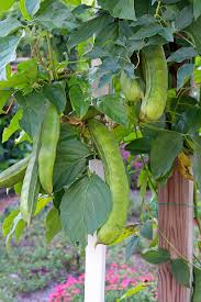 Image result for Canavalia