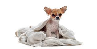 The chihuahua is one of the smallest dog breeds, but it has one of the biggest personalities. Bathing Your Chihuahua Chihuahuas As Pets