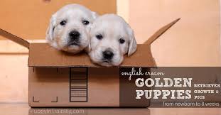 English golden retrievers puppies for sale and dogs for adoption in iowa, ia. English Cream Golden Retriever Puppies From Newborn To 8 Weeks Old Puppy In Training