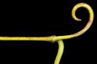 Image result for Gouania tiliifolia