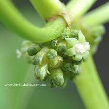 Image result for Psychotria pumila