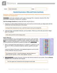 Gizmo answer key building assessment questions: Rna Protein Synthesis Student Exploration Rna And Protein Synthesis Studocu