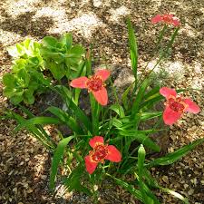 Image result for Digitaria thouaresiana