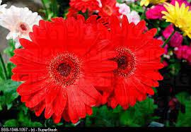 Red Aster Tattoo Color Ideas Aster Flower Tattoos Aster Flower Color Tattoo
