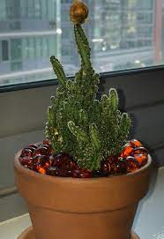 You can grow seeds outdoors if you live in an area above 20 f. Various Questions About Fairy Castle Cactus Gardening Landscaping Stack Exchange